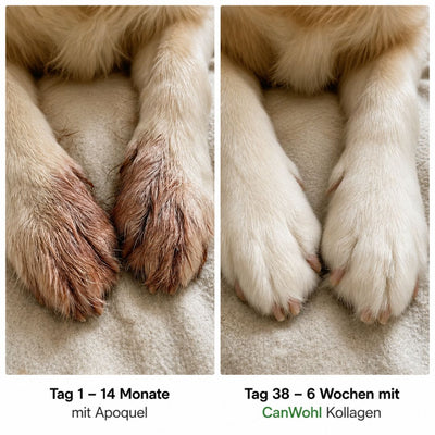 CanWohl Premium Flüssig-Kollagen